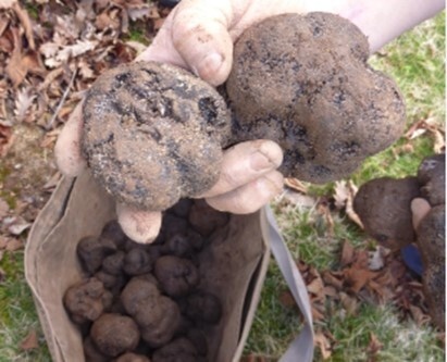Garden HH Vegetables 2