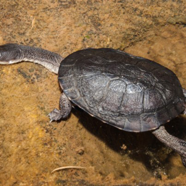 Turtle House
