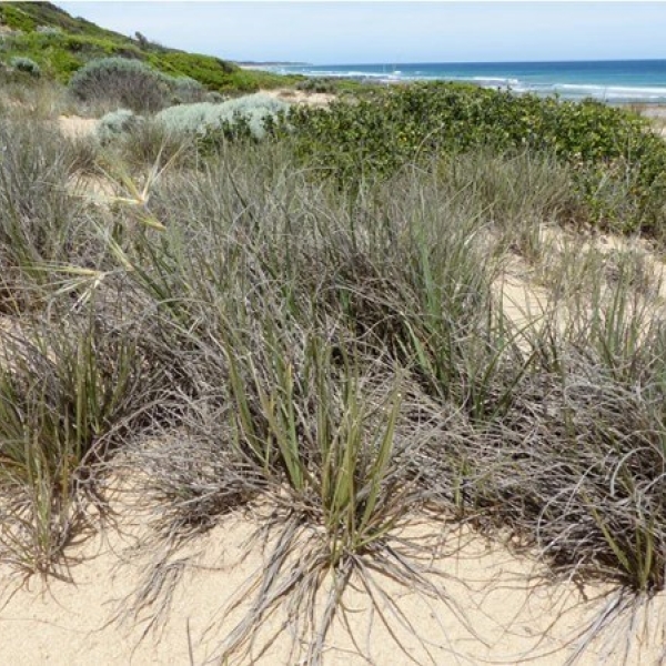 Dune House