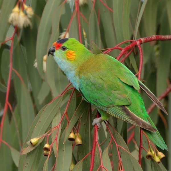 Lorikeet House