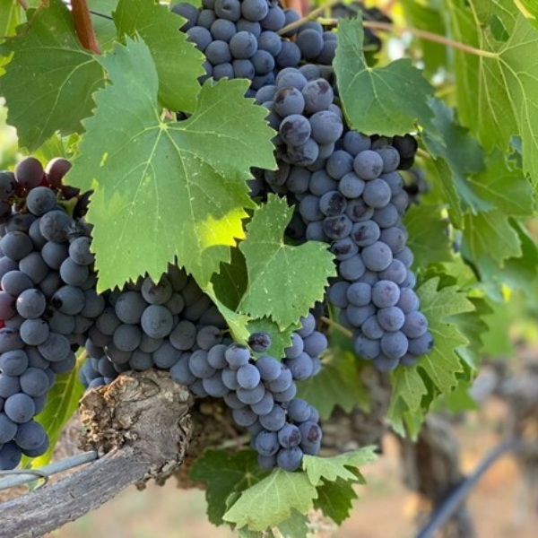 House for a Vintner