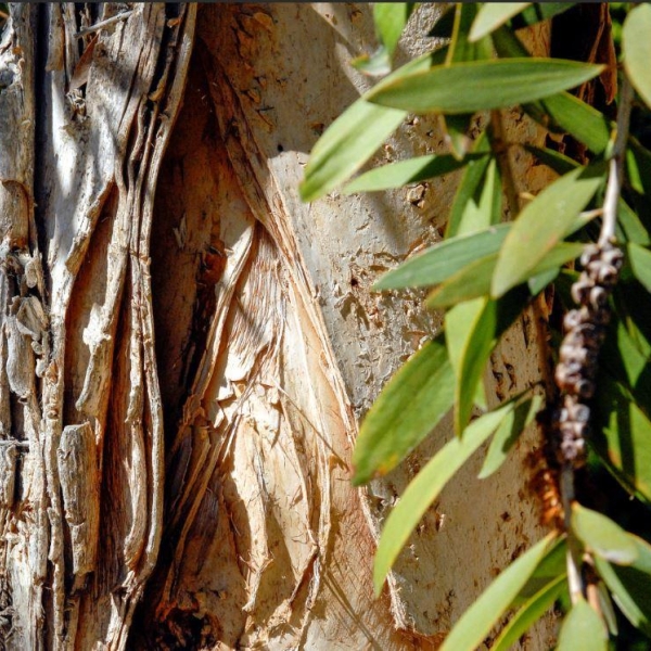 Paperbark House
